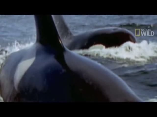 KILLER WHALES vs GREAT WHITE SHARK - Orca whale kills great white & eats it