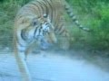 Stupid Tigers