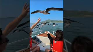 birds flies over the ocean || birds flies on sea #ytshorts