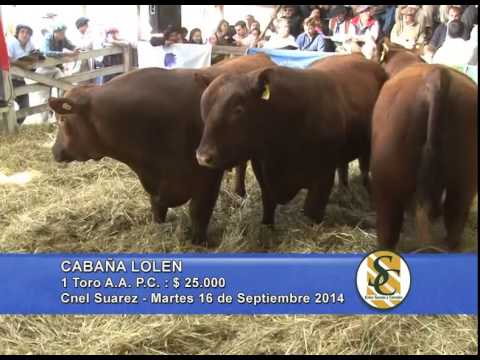 Lolen - Venta Toros PC PR - Campos y Ganados S.A.- 16/09/2014