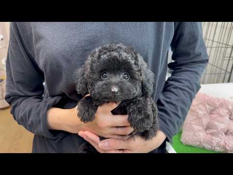 YouTube動画のサムネイル