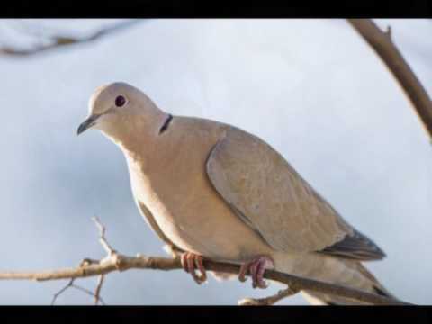 Kelj föl én kedvesem - Énekek Éneke 2. részből
