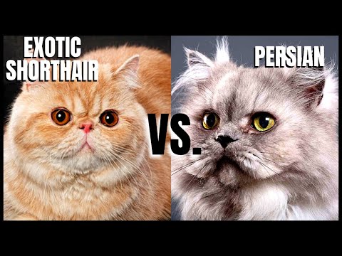 Exotic Shorthair Cat VS. Persian Cat
