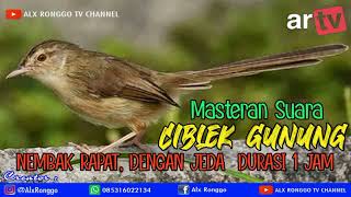 Download lagu Masteran Suara Ciblek Gunung Nembak Panjang Durasi... mp3
