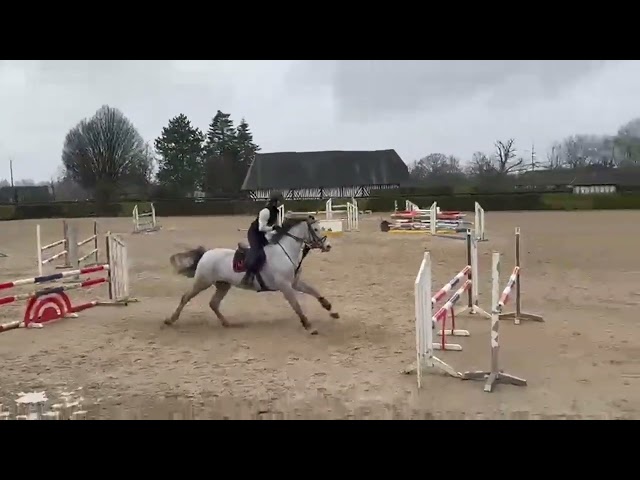 Caballo castrado Zangersheide En venta 2020 Tordo por CABRIO VAN DE HEFFINCK