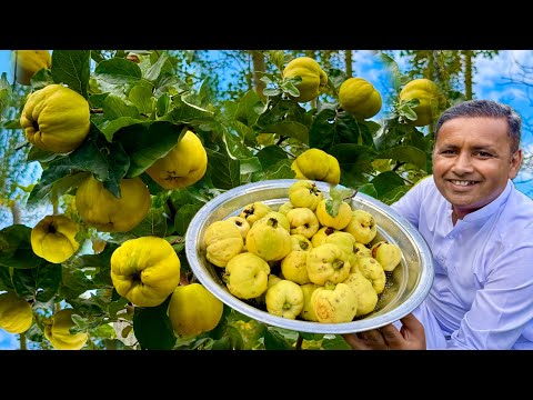 Jannati Phal Ka Jam | Quince Fruit Benefits | Benefits Of Safarjal | Bahi Dana | Village Food Secret