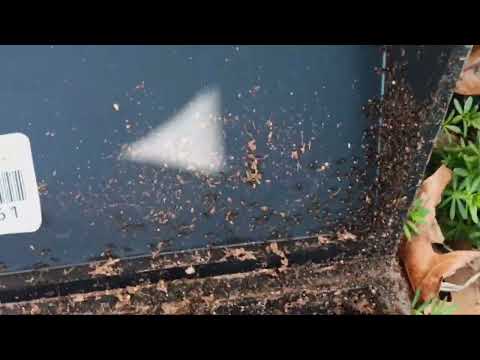 Massive Ant Swarm in the Rodent Bait Station in Robbinsville, NJ