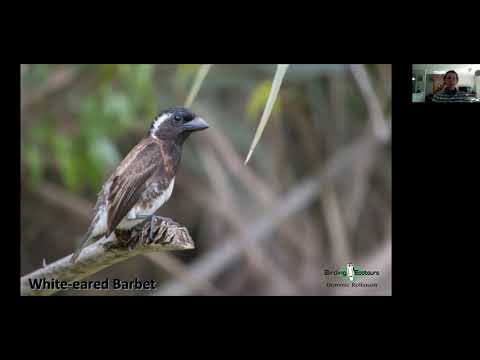 African Birding Hidden Gems VABF 2021