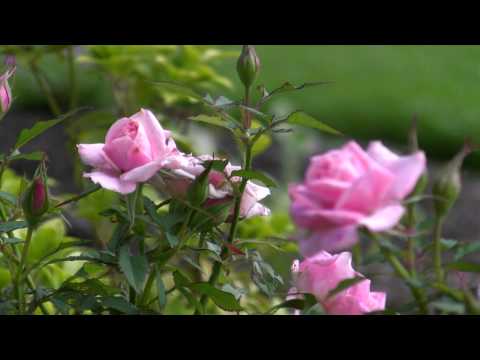 Canon Vixia HF11 Test