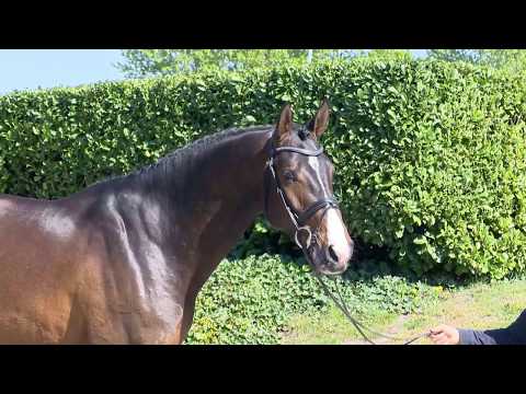 Junghengste im Portrait - Dubliner