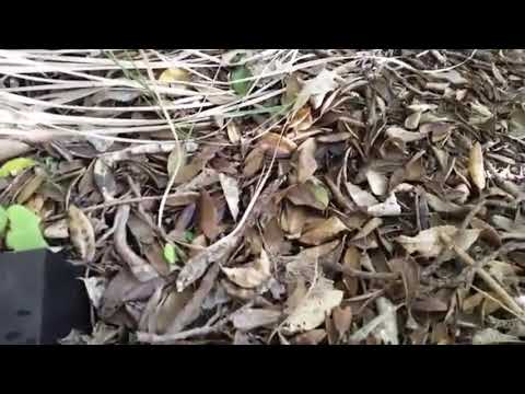 Study burrows on Mauao for Grey-faced Petrels