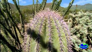 DjOcean90 | Darude - Sandstorm