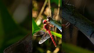 #Dragonfly #ClearMind #Rock #Edguy