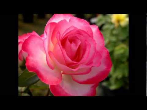 Salomeea Stoica - Ce mare eşti !