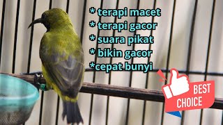 Download lagu TERAPI SOGON MACET SEKETIKA AUTO CEPAT BUNYI LANGSUNG LAKU MAHAL #terapisogon mp3