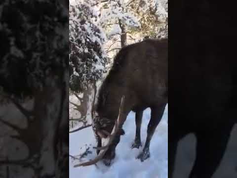Winter moose with big antlers