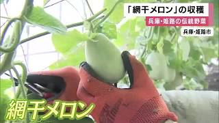 ほぼ姫路市内のみの流通「網干メロン」マクワウリの一種でほんのり甘くてさっぱりした後味　ことしは豊作