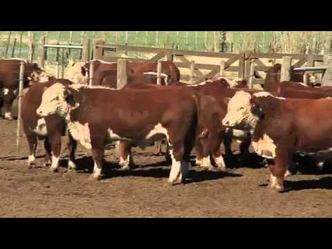 www.infolink.tv - HEREFORD - MAS QUE UNA RAZA