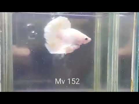 (MV-152) White Platinum Dumbo Ear Male Betta