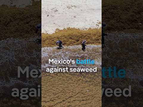 Mexico's battle against seaweed | DW News