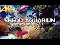 John G Shedd Aquarium Ticket Prices