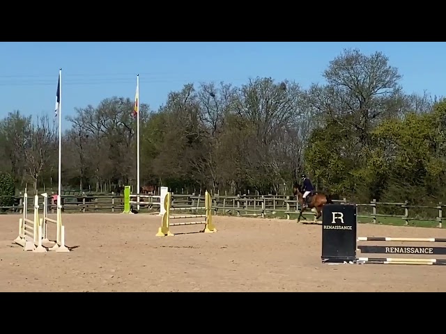 Hongre 4ans par crack d'aiguilly et vigo d'arsouilles