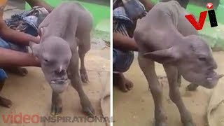 Strange &#39;Human Faced&#39; Goat Born In China