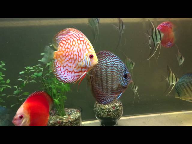 Fish tank with Discus and Altum Angels