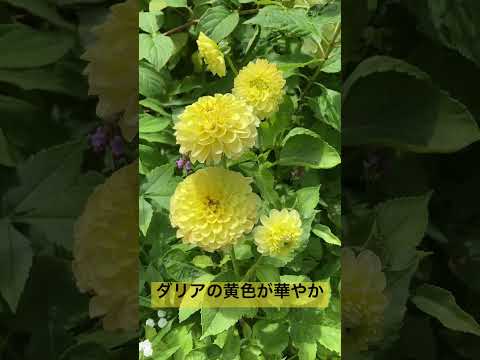 園芸 レッドラベルのダリア