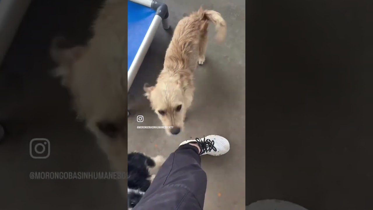 VINNY, a ADOPTABLE Terrier in Joshua Tree, CA video 2/3