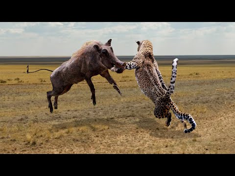 LEOPARDO RECIBE SU MERECIDO - 6 VECES EN LAS QUE EL LEOPARDO RECIBE SU MERECIDO