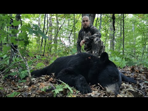 Bogenjagd auf Schwarzbär in Kanada