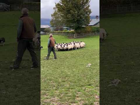 Sheep! Sheepdog in action