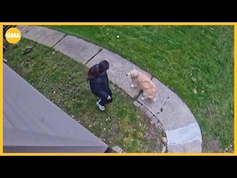 Video captures coyote attacking woman and dog - YouTube