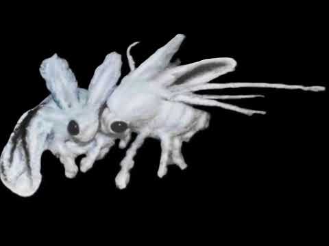 XXIOR NOTTY - CREEP (Visualizer)