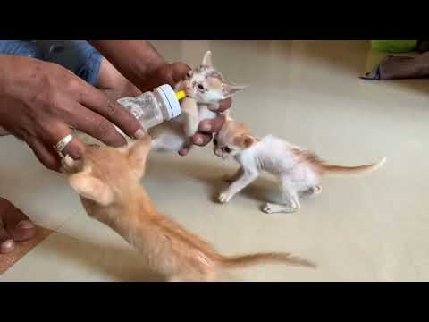 MILK FEED FOR CAT VIDEO
