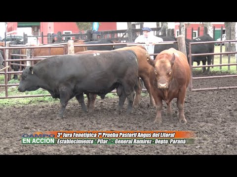 7º Prueba Pastoril Angus del Litoral – Alcides Bonin