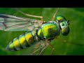 Tiny World TV | Long Legged Fly | Dolichopodidae | Shorts