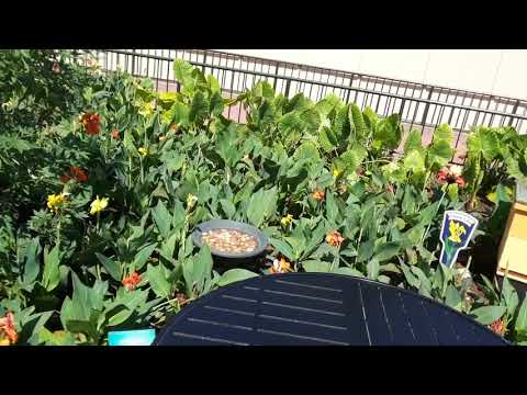 Epcot International Flower and Garden Festival 2019 - The Honey Bee-stro Garden