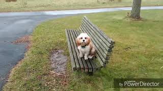 Download Lagu Stamford Dog Trainers / New Haven Dog Trainers / 7 Month Old Cavapoo, Ollie Thumbnail