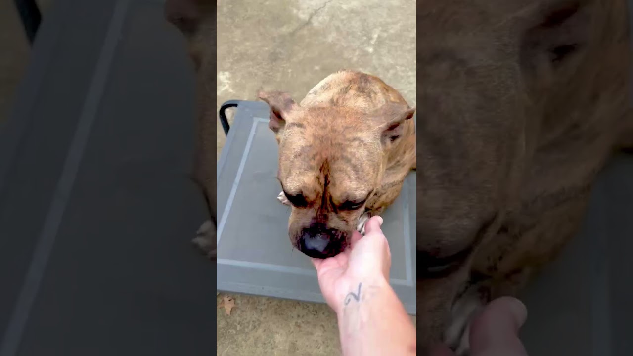 Enlarge Rinny - LOCAL in CT, a Adoptable mixed breed in Princeton, MA video 6/6
