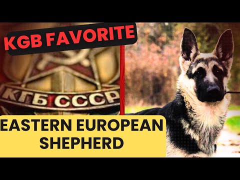 El favorito de la KGB: el perro pastor de Europa del Este