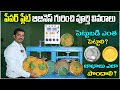పేపర్ ప్లేట్ బిజినెస్ గురించి పూర్తి