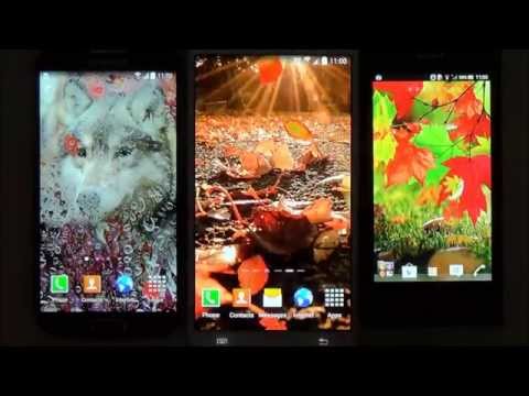 Autumn Live Wallpaper Video
