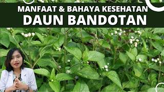 Download lagu Benefits and Dangers of BANDOTAN LEAVES for HEALTH | Dr. Emasuperr mp3 Download lagu Benefits and Dangers of BANDOTAN LEAVES for HEALTH | Dr. Emasuperr mp3