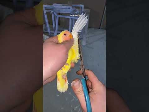 lovebirds bird raising experience sharing, lovebird, talking parrot, bird cage and birdwar