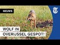 Wolf op Sallandse Heuvelrug haarscherp vastgelegd