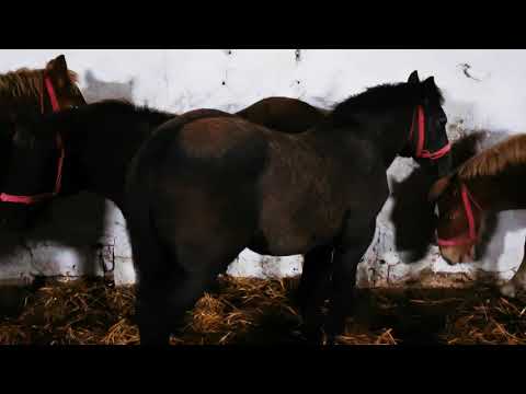 Mânji înțărcați, așezați în ordinea fătării, 0744782178 Herghelia Fitero