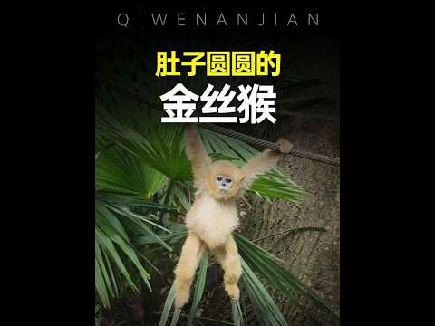 金絲猴的肚子為什麼這麼圓？#動物解說 #神奇動物