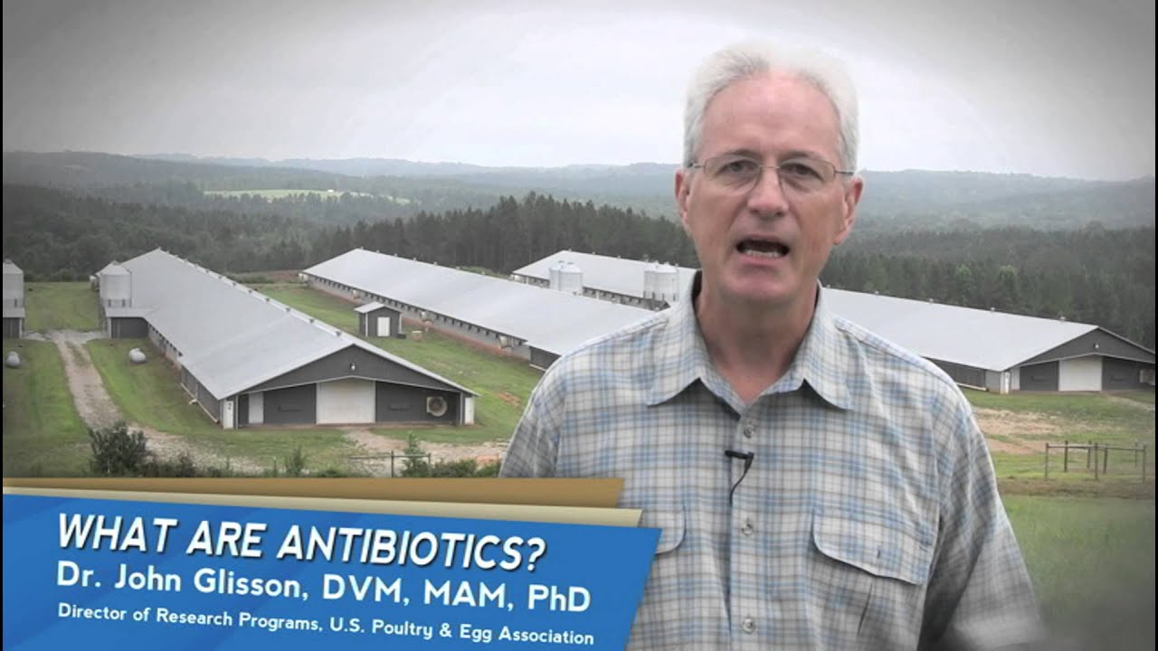 Poultry Insight: What Are Antibiotics?